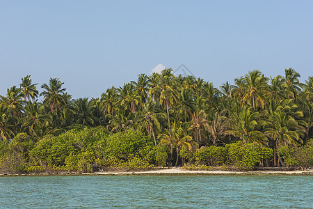 植被茂密的偏远热带岛屿 椰子棕榈树旅行海岸沿海树木地平线环境海滩衬套天堂海洋图片