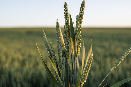 春夏青麦新耳朵 露天田间近距离特写 农业 健康饮食 有机食品的概念 小麦绿地的农村景观 (笑声)图片