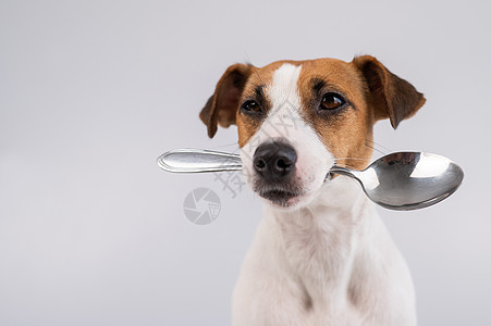 一只狗杰克拉塞尔泰瑞尔的近距离肖像 用白色背景在嘴里拿着勺子菜单节食犬类情感食谱冠军小狗宠物广告餐厅图片