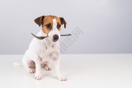 一只狗杰克罗素泰瑞的肖像 用白色背景在嘴里拿着叉子厨房宠物动物菜单节食犬类餐厅食谱厨师食物图片