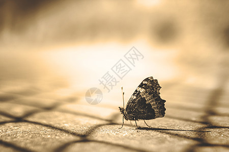 蝴蝶阳光园丁季节昆虫环境花园动物翅膀墙纸背景图片