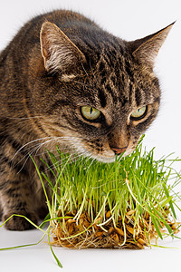 猫吃鱼灰色家居小猫吃新鲜绿燕麦芽 紧贴白色背景 有选择性地聚焦和模糊动物美味饮食猫科动物草本植物燕麦猫草豆芽哺乳动物植物背景