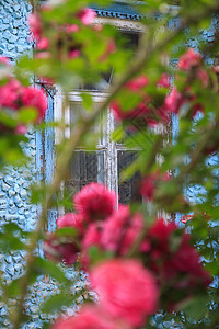 粉红色的攀爬在一栋有窗户的旧石蓝色建筑背景之下升起园艺植物叶子房子平房花瓣小屋入口植物群村庄图片