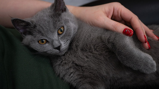 英国猫 用彩色模糊背景画小猫肖像眼睛头发宠物短发夫妻动物猫咪工作室爪子橙子图片