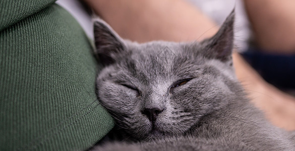 英国猫 用彩色模糊背景画小猫肖像毛皮短发猫咪眼睛晶须头发橙子爪子动物猫科动物图片