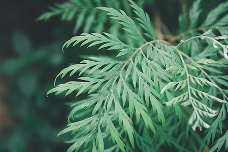 自然植物和 lea 的绿化背景花园公园墙纸雨林绿叶生长环境季节绿色植物叶子图片