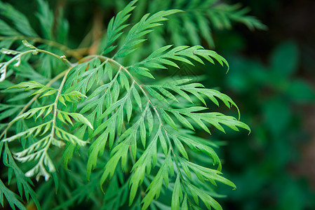 自然植物和 lea 的绿化背景生长海滩墙纸绿叶绿色植物森林环境叶子季节雨林图片