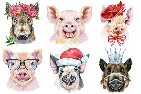 一组猪肖像 白色背景上的动物水彩色插图荒野朋友花圈宠物草图艺术伴侣小猪水彩眼镜图片
