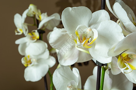 美丽的花朵的白色花朵图片
