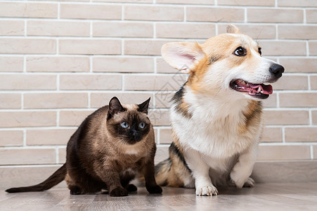 Corgi三色和泰国猫 在砖墙的背景宠物友谊乐趣胡须动物家庭拥抱小猫房子哺乳动物图片