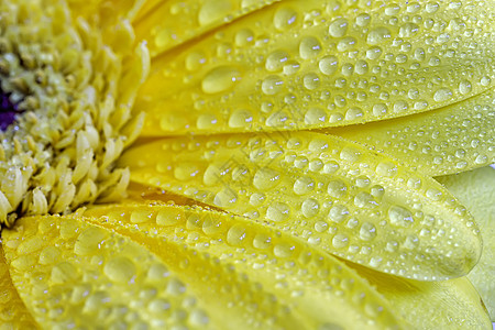 近距离看一朵美丽的黄花 有水滴图片