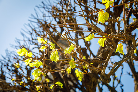 初春叶在树上开花 在春天的最初几天里图片