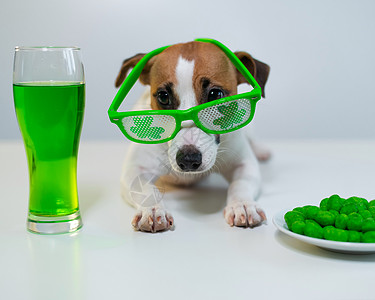 啤酒海报带着一杯绿色啤酒的狗和穿着白色背面滑稽眼镜的冰淇淋坚果 杰克鲁塞尔泰瑞尔庆祝了St Patrick的节日传统宠物三叶草卡片风镜假背景
