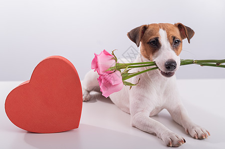 有趣的狗杰克罗素梗的肖像 牙齿上有花 盒子里有心形的盒子 情人节贺卡花束婚礼卡片纪念日蜜月情感玫瑰礼物花朵哺乳动物图片