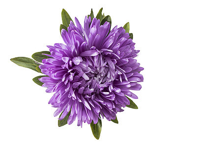 白色背景上孤立的蓝色紫色花朵 文本位置 复制空格图片