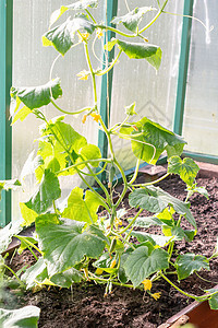 花园里的黄瓜花 黄瓜生长 蔬菜的栽培 农业 温室中的幼苗 在温室中种植蔬菜植物学土壤植物季节园艺地球地面环境生活食物图片