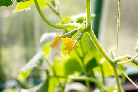 花园里的黄瓜花 黄瓜生长 蔬菜的栽培 农业 温室中的幼苗 在温室中种植蔬菜发芽园艺植物农场生活宏观食物生态季节地面图片