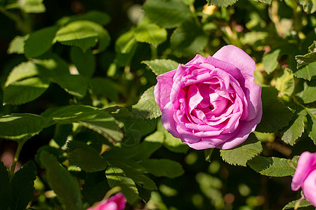 狗玫瑰花 生长在自然界中的玫瑰果 春天在自然环境中开花的野玫瑰 阳光明媚的夏日 快乐的母亲节贺卡 天气晴朗图片