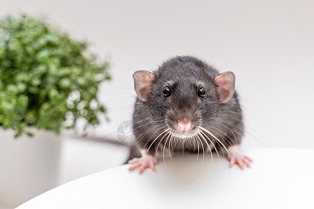 家居的黑头老鼠坐着吃食物 只吃小菜 宠物的概念工作室荒野动物害虫晶须老鼠哺乳动物朋友房子毛皮图片