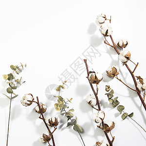 白色背景的干棉花和叶树枝 空空空间图片