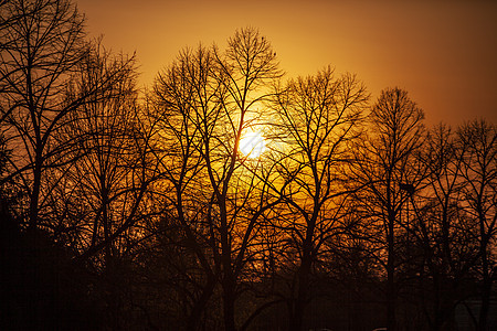太阳在光枝间亮成的柱形圆周蓝色农村阳光孤独公园环境树木天空树干自然图片