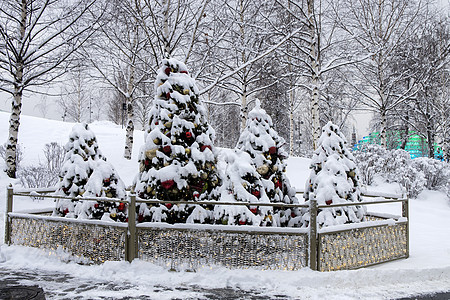 三棵圣诞雪覆盖的树 装饰公园图片