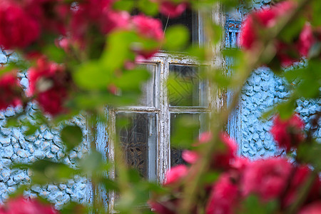 粉红色的攀爬在一栋有窗户的旧石蓝色建筑背景之下升起植物学胡同栅栏花瓣植物群平房小屋入口国家叶子图片