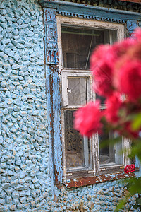 粉红色的攀爬在一栋有窗户的旧石蓝色建筑背景之下升起花瓣植物村庄叶子植物群小屋房子栅栏入口园艺图片