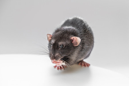 家居的黑头老鼠坐着吃食物 只吃小菜 宠物的概念动物房子晶须毛皮荒野科学朋友害虫老鼠尾巴图片