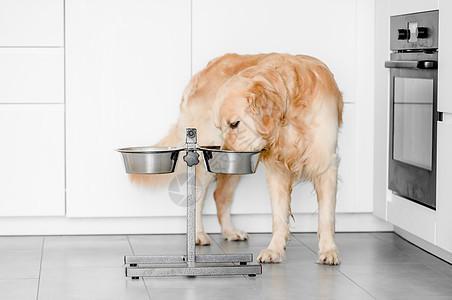 家里的金猎犬闲暇宠物友谊哺乳动物朋友爪子公寓房间房子地面图片