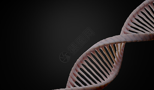 3d 渲染 RNA 的 DNA 螺旋互补链 序列遗传密码或基因组 基因表达 核苷酸数据库 转录和翻译的中心法则过程 人类基因遗传图片