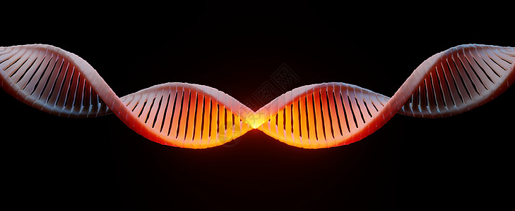 3d 渲染 RNA 的 DNA 螺旋互补链 序列遗传密码或基因组 基因表达 核苷酸数据库 转录和翻译的中心法则过程 人类基因克隆图片