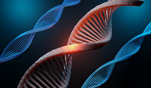 3d 渲染 RNA 的 DNA 螺旋互补链 序列遗传密码或基因组 基因表达 核苷酸数据库 转录和翻译的中心法则过程 人类基因药品图片