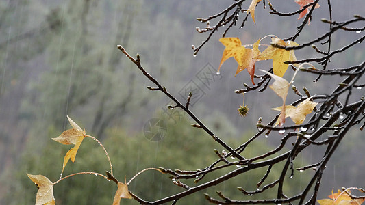 倾盆大雨 黄色的秋天枫叶 倾盆大雨的水滴橙子林地森林天气季节湿度叶子雨滴树木公园图片