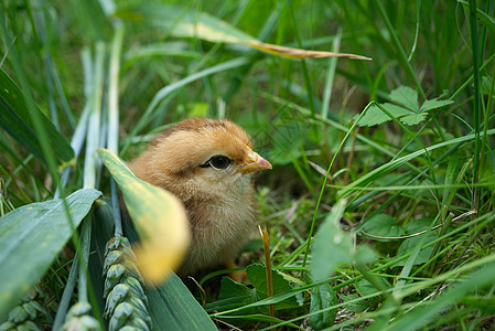 在绿色园区地上观看可爱的年轻小妞新生花园食物季节母鸡宠物羽毛动物野生动物绿色植物图片