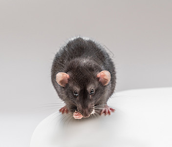 家居的黑头老鼠坐着吃食物 只吃小菜 宠物的概念晶须老鼠毛皮工作室动物房子科学尾巴害虫荒野图片