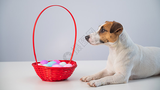 狗狗杰克拉塞尔罗素泰瑞的肖像 红篮子和彩色鸡蛋哺乳动物展示宠物兔子宗教信仰海报传统卡片装饰图片