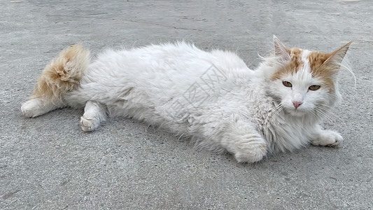 白猫在地上毛皮哺乳动物头发宠物小猫猫咪眼睛猫科爪子虎斑图片