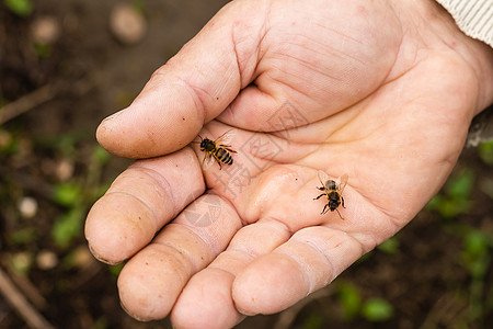 拥有蜜蜂的老年男子 控制蜜蜂聚居区的情况监督蜂窝女性蜂巢框架男人工作服昆虫学审查空手图片