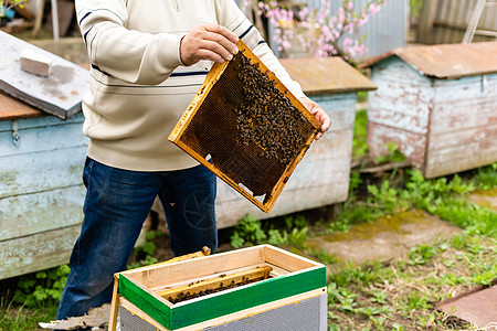 养蜂人的手握着空的蜂窝药品收成生态农业养分男人食物蜂巢养蜂业蜜蜂图片