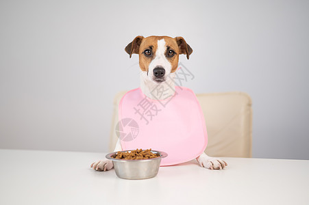 狗杰克罗塞利在餐桌上 穿着粉红色的披肩动物勺子爪子贵族餐巾朋友早餐桌子伴侣哺乳动物图片