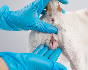 兽医对一只女狗杰克罗素泰瑞的生殖器进行检查疾病焦虑季节生产发烧卫生医生病人动物药品图片
