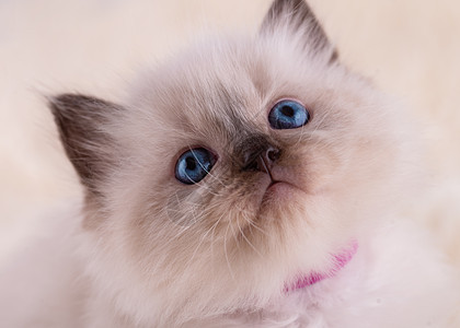 坐在米色背景上的紫色项圈蓝眼睛的小布娃娃小猫的特写 卡片和日历的高品质照片图片