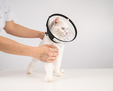 手术后兽医在猫身上贴了个塑料锥颈项圈锥体女士治疗猫咪毛皮衣领宠物小猫考试动物图片