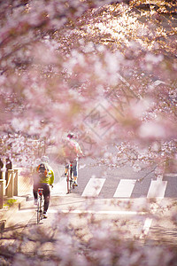 一个在樱花中奔跑的人图片