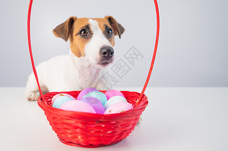 狗狗杰克拉塞尔罗素泰瑞的肖像 红篮子和彩色鸡蛋礼物季节风格宗教兔子横幅卡片母鸡动物剪纸图片