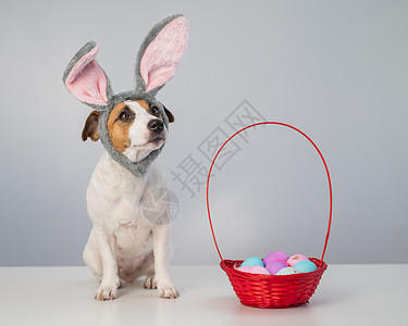 可爱的杰克罗瑟尔特瑞尔狗 在兔子圈旁边 一篮子旁边 白色背景上涂着复活节鸡蛋卡片海报戏服邀请函季节广告节日耳朵问候假期图片