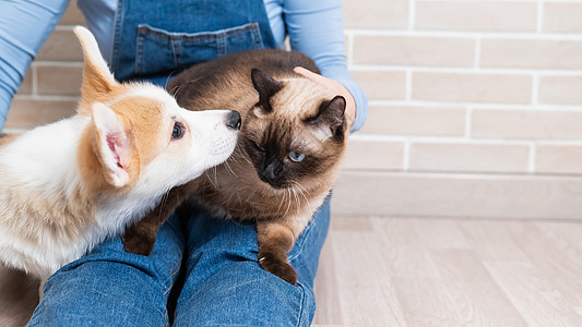 一个女人拿着一只泰国猫和一只威尔士科吉小狗享受晶须犬类猫咪朋友喜悦女孩宠物动物女性图片