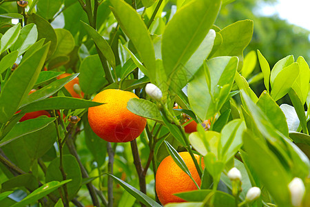 绿色树枝中美丽的橙色橘子 柑橘图片
