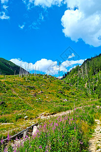 在阳光明媚的春天 山上风景优美图片